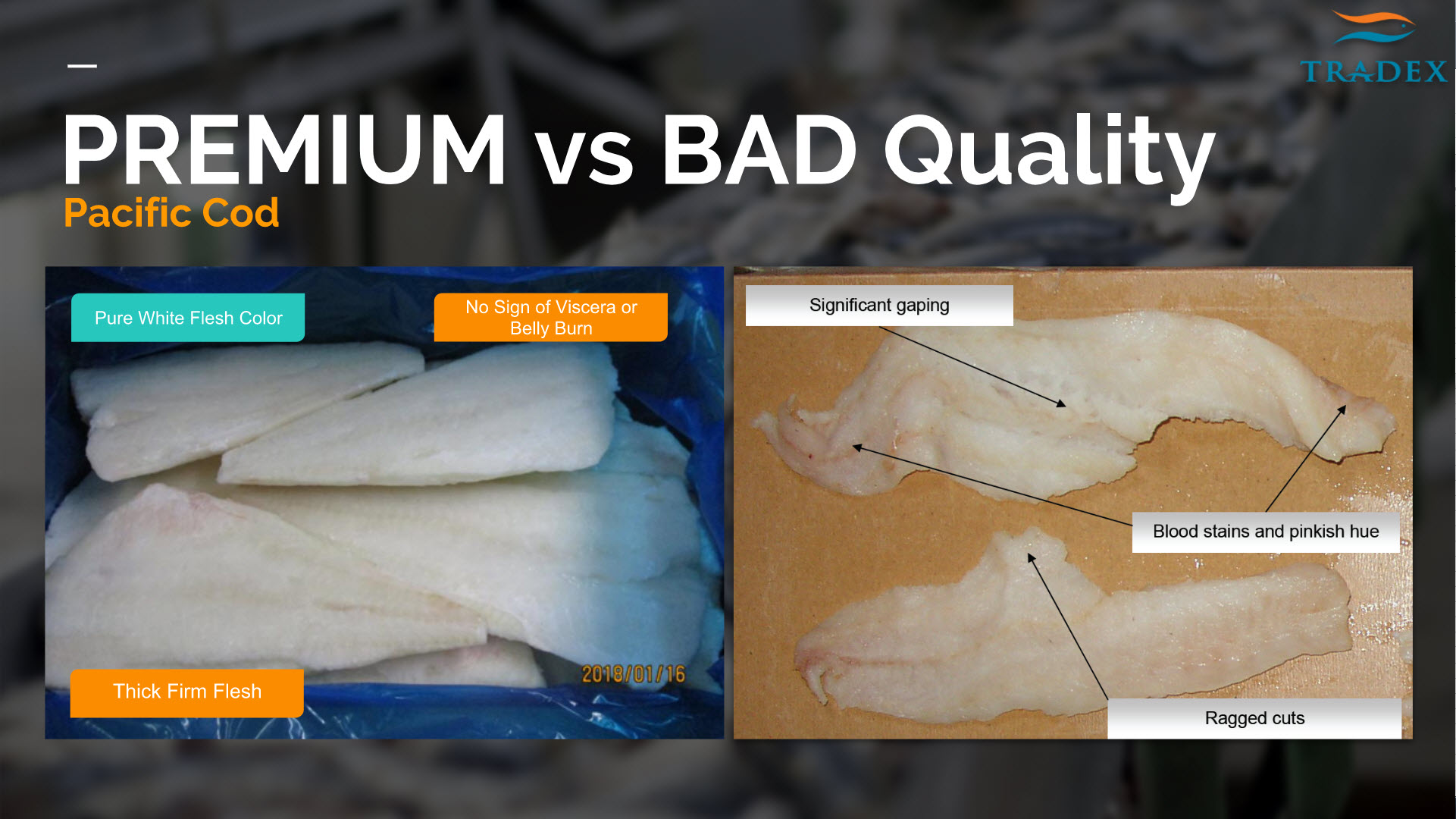 Seafood Healthy, Seafood Safety - School of Fish - Tradex Foods Inc